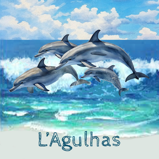 Lagulhas Coaster 28