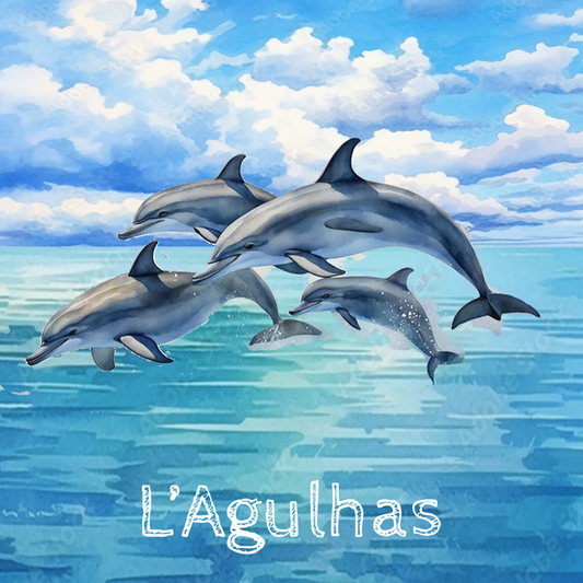 Lagulhas Coaster 29