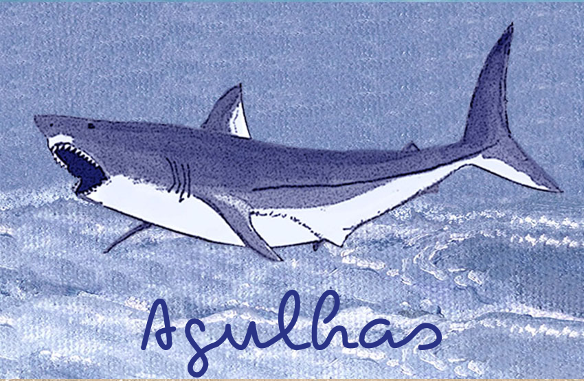 Lagulhas Magnet 81